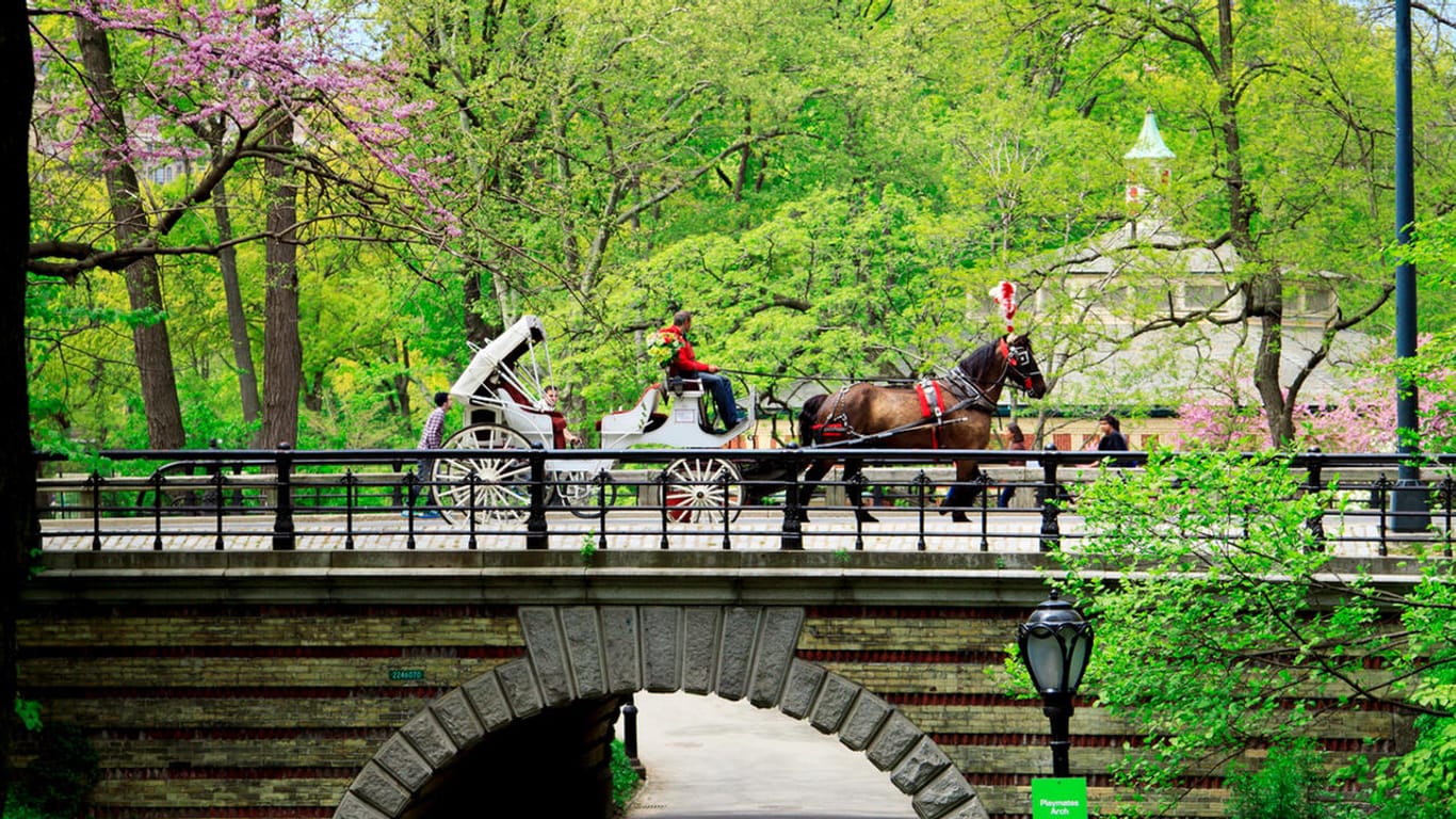 Kutsche fährt im Central Park über eine Brücke: Für Jannas Freund ist der Park der ideale Ort für einen Heiratsantrag.