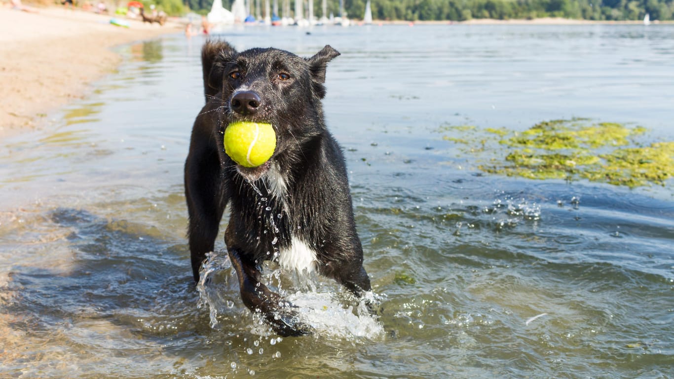 An heißen Sommertagen tut Hunden eine Abkühlung im Wasser richtig gut.