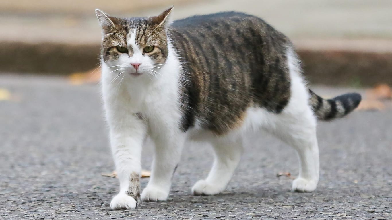 Eine Katze auf der Straße (Symbolbild): Tierquälerei kann auch in Deutschland mit bis zu drei Jahren Freiheitsentzug bestraft werden.