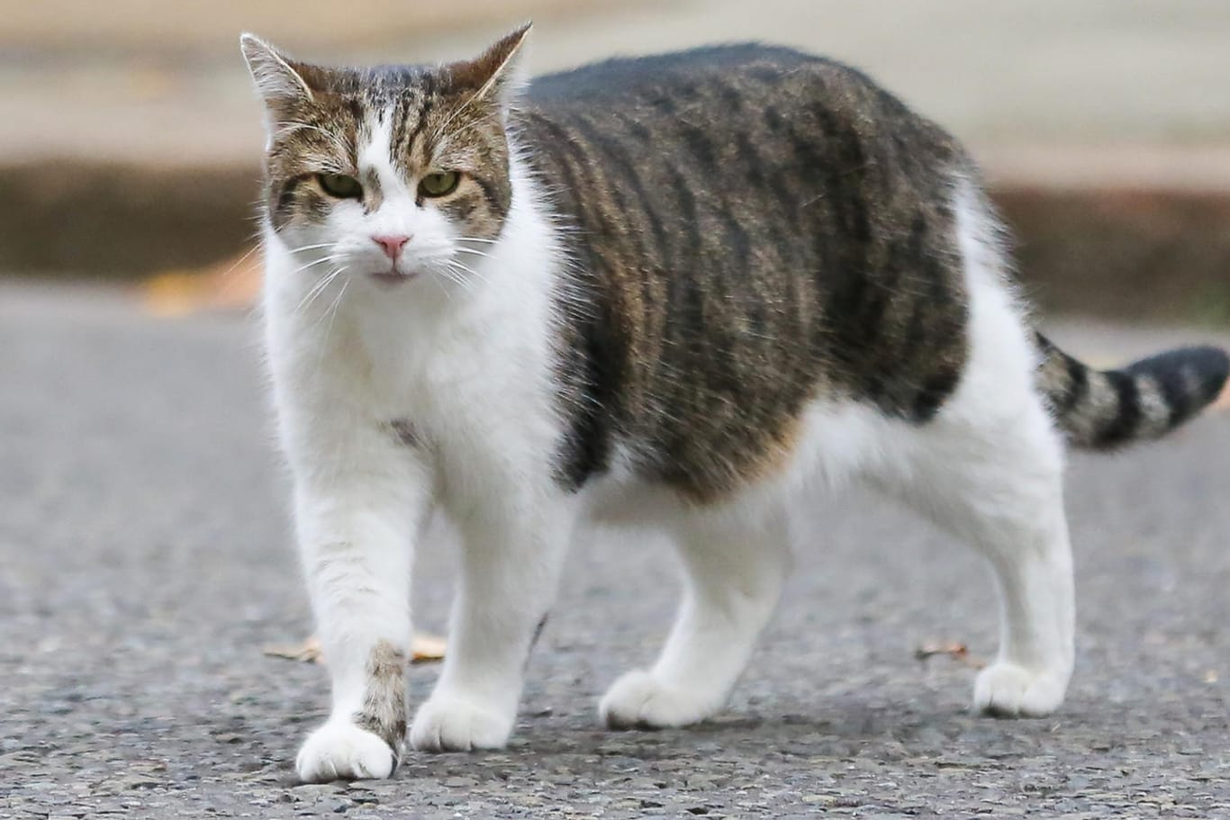 Eine Katze auf der Straße (Symbolbild): Tierquälerei kann auch in Deutschland mit bis zu drei Jahren Freiheitsentzug bestraft werden.