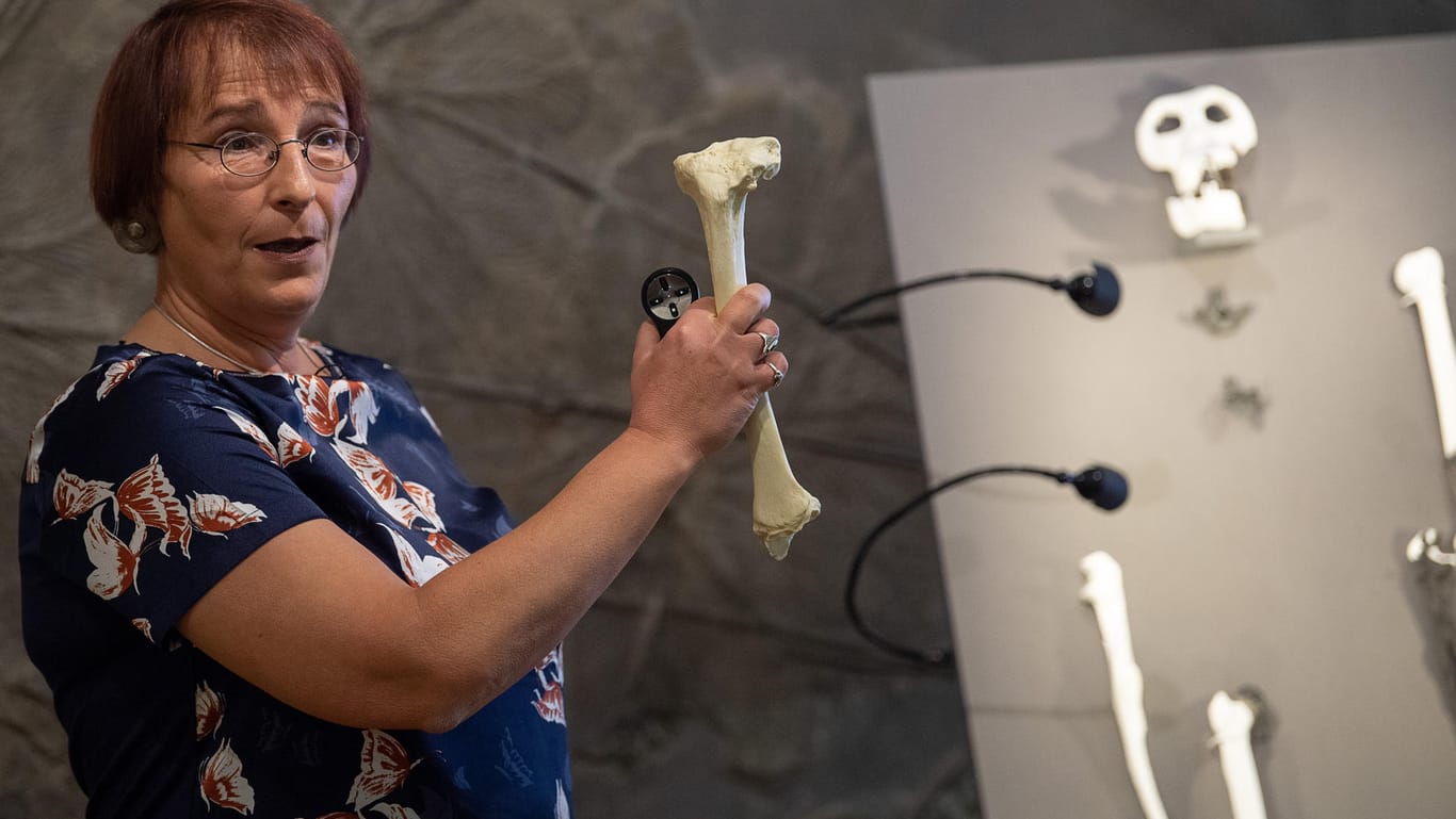 Wissenschaftlerin Madelaine Böhme: Die Tübinger Professorin für Paläoklimatologie präsentiert die Knochen der bisher unbekannten Primatenart "Danuvius guggenmosi".