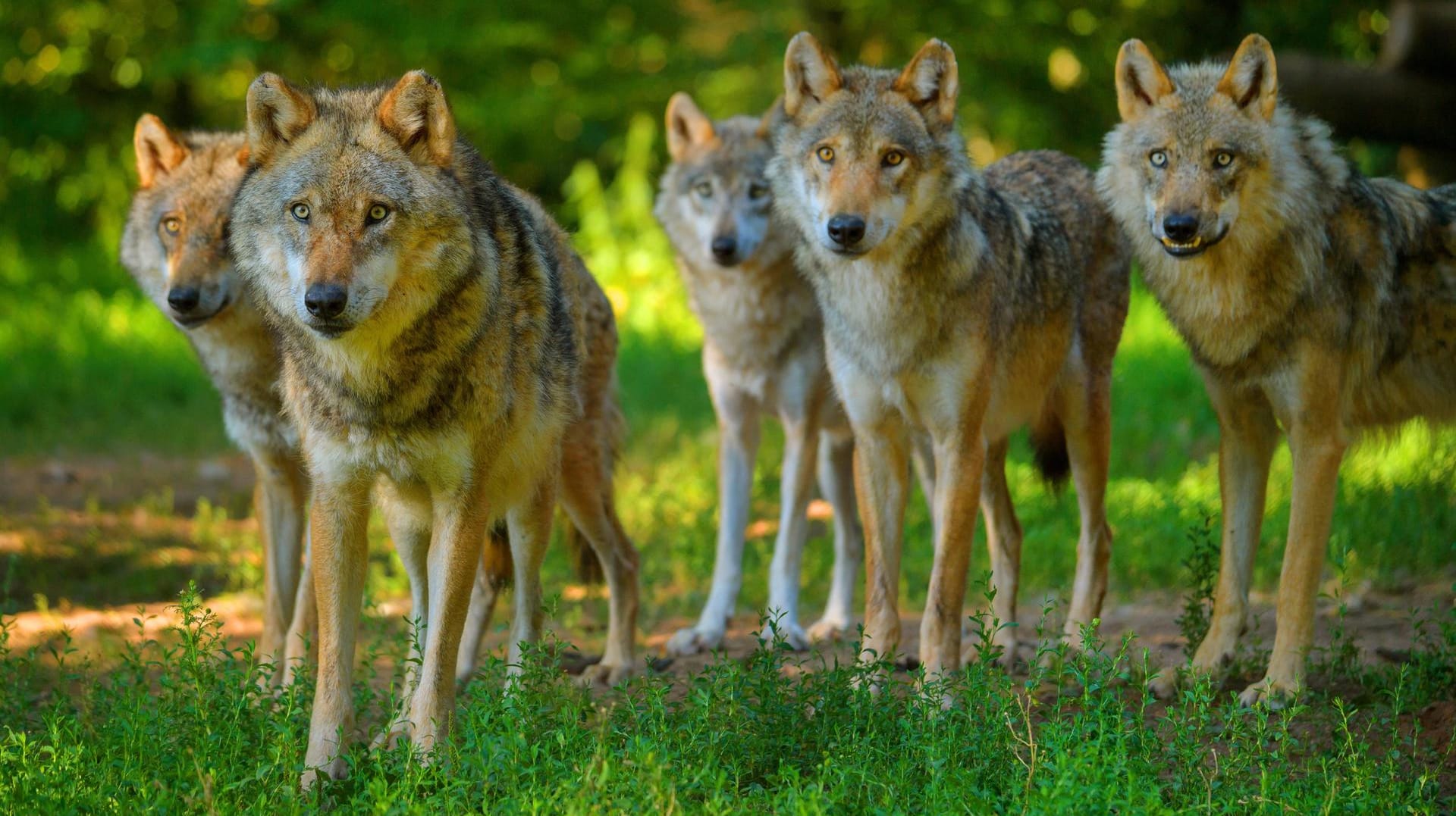 Wolfsrudel: Das Raubtier findet in Deutschland gute Möglichkeiten zur Ansiedlung.