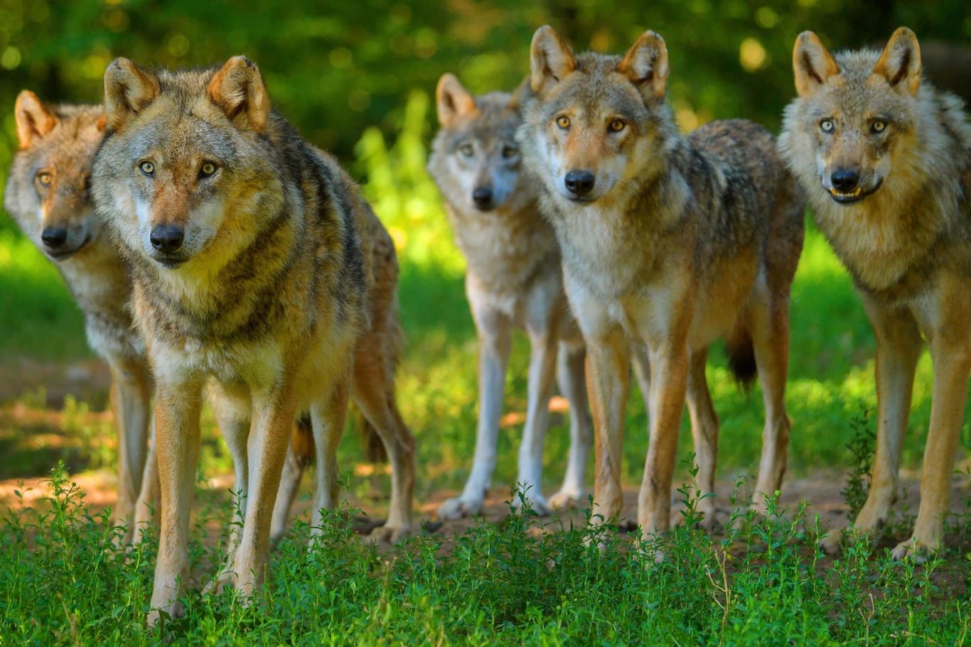 Wolfsrudel: Das Raubtier findet in Deutschland gute Möglichkeiten zur Ansiedlung.