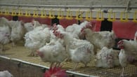 Vogelgrippe in Polen ausgebrochen: 40.000 Tiere sollen..