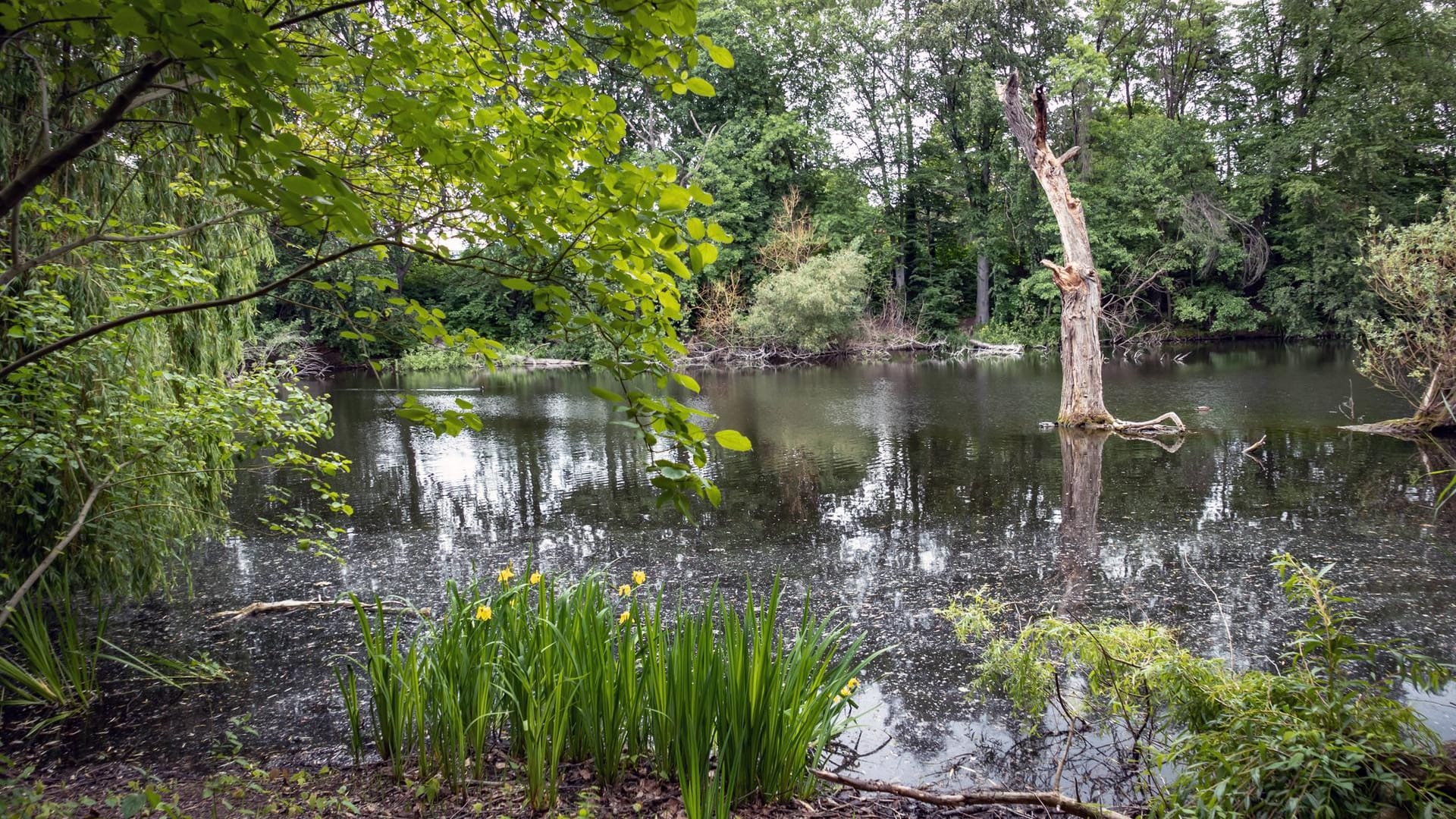 Der Möwensee im Volkspark Rehberge: Die Grünanlage im Wedding ist perfekt für alle, die nach Ruhe suchen.