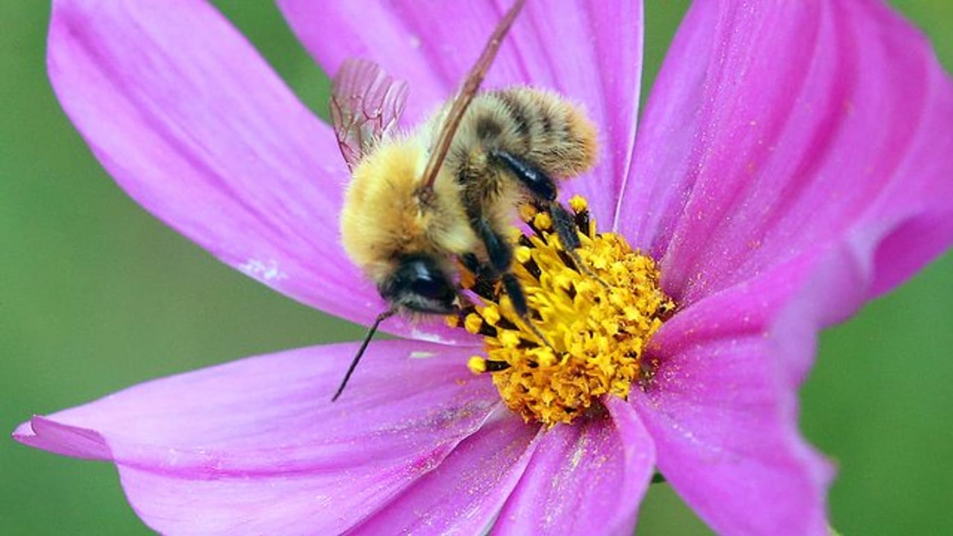 Eine Biene sammelt Nektar.