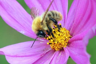 Eine Biene sammelt Nektar.