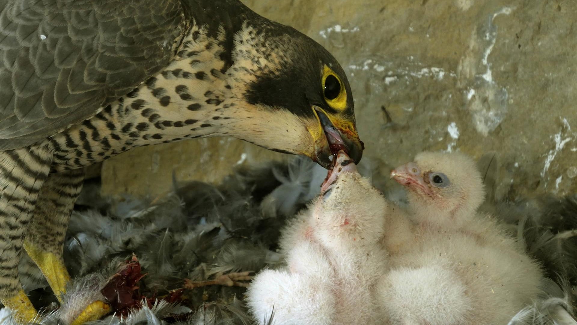 Ein Falke beim Füttern der Jungen: Auf der Burg in Nürnberg hat es tierischen Nachwuchs gegeben.