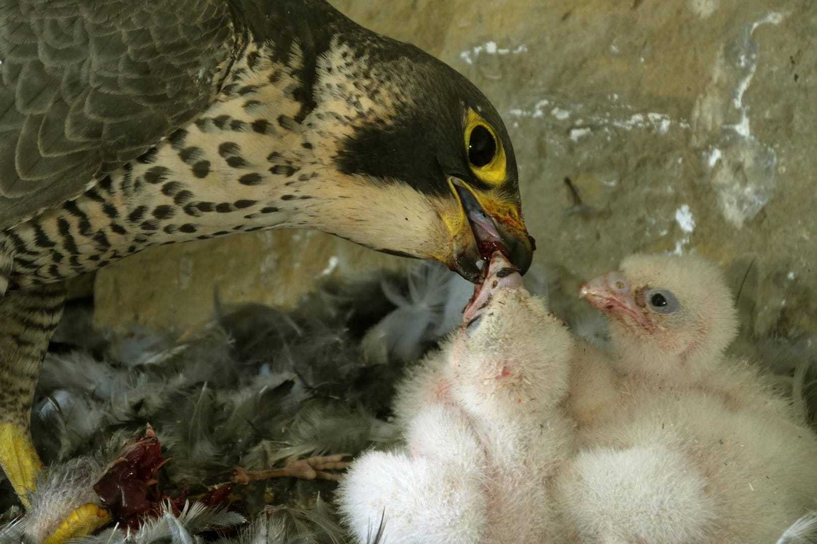 Ein Falke beim Füttern der Jungen: Auf der Burg in Nürnberg hat es tierischen Nachwuchs gegeben.