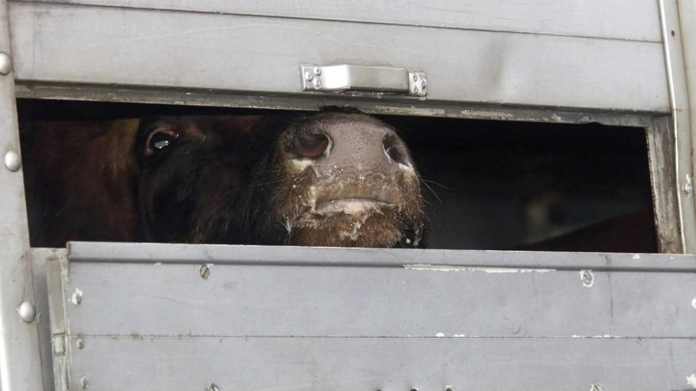 Eine Kuh schaut aus einem Tiertransporte