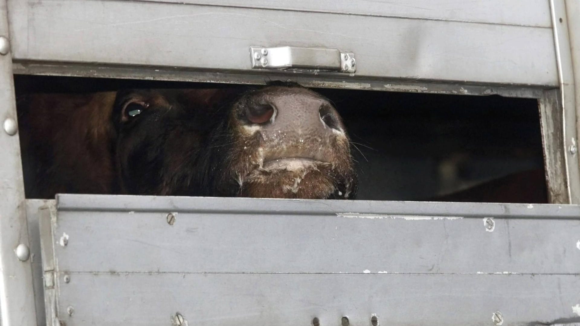 Eine Kuh schaut aus einem Tiertransporte