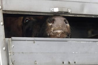 Eine Kuh schaut aus einem Tiertransporte