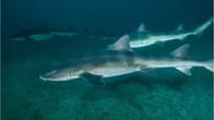 Haie: Wo die Raubfische in Deutschland zu finden sind