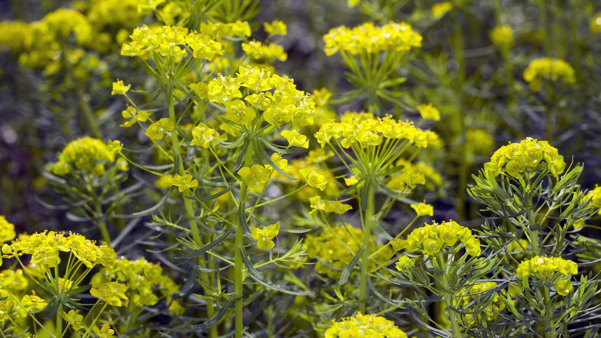 Zypressen-Wolfsmilch (Euphorbia cyparissias): Die Staude besitzt nadelförmiges Laub.