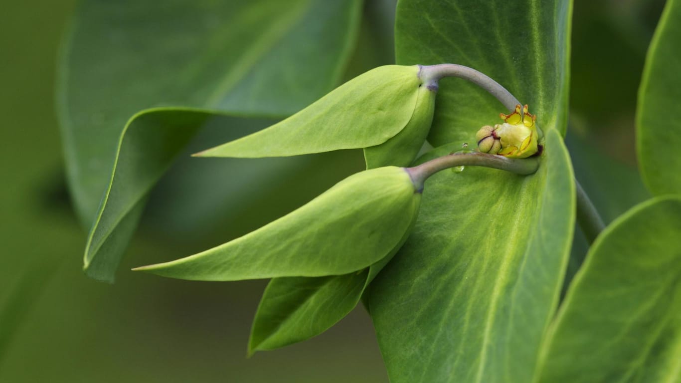 Kreuzblättrige Wolfsmilch (Euphorbia lathyris): Die Blätter stehen im Kreuzmuster am Stengel.