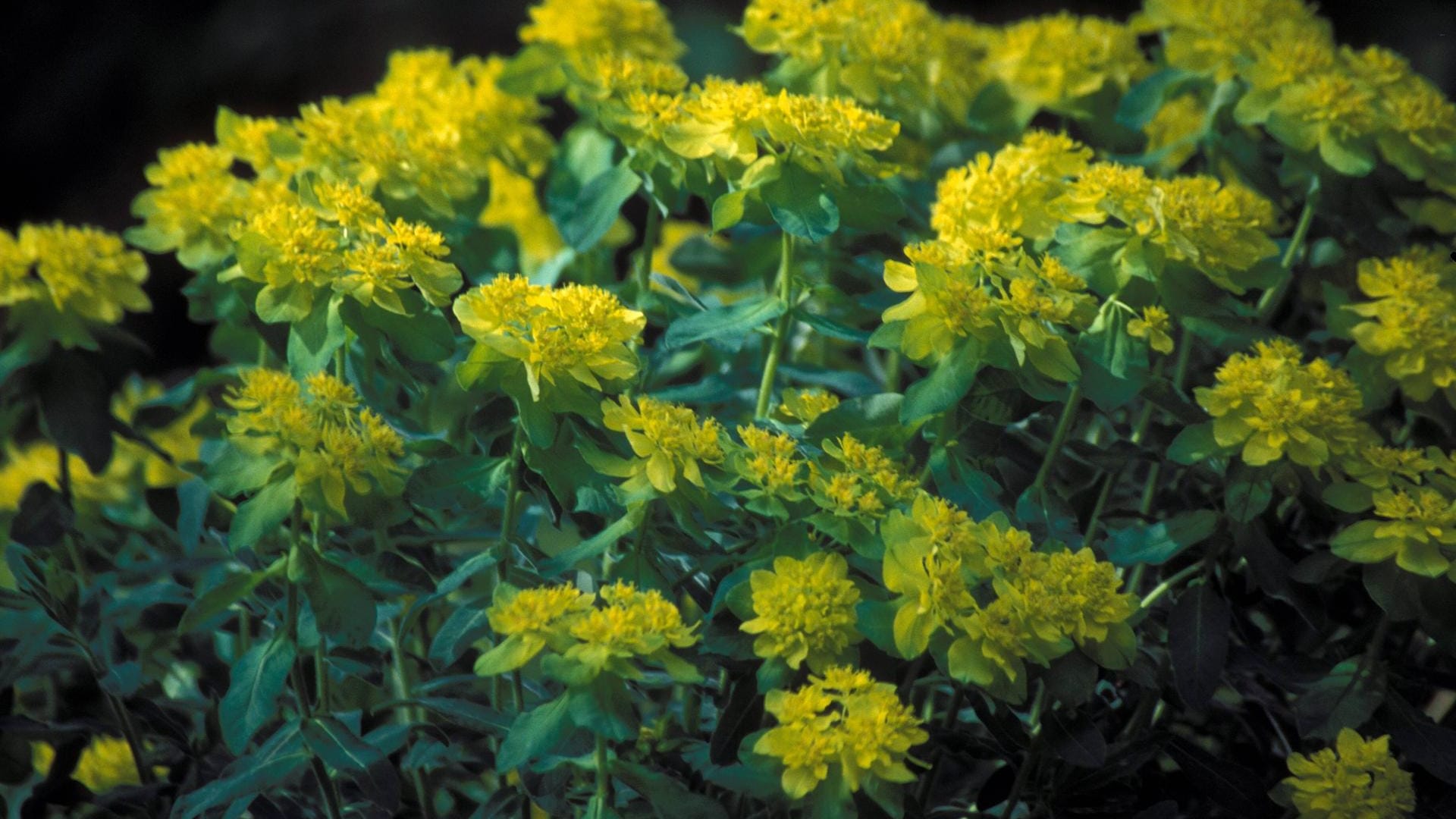 Mandelblättrige Wolfsmilch (Euphorbia amygdaloides): Die buschige Staude wird etwa 30 bis 40 Zentimeter groß.