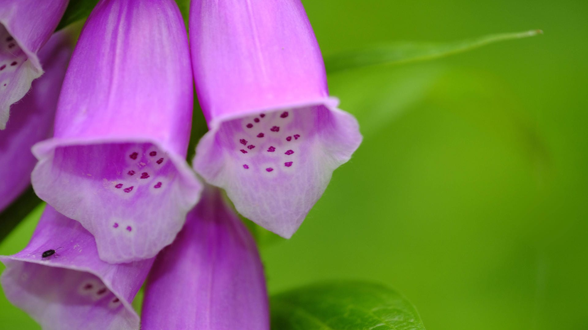 Roter Fingerhut (Digitalis purpurea): Seine Blüten werden bis zu sechs Zentimeter lang und gern von Hummeln bestäubt.