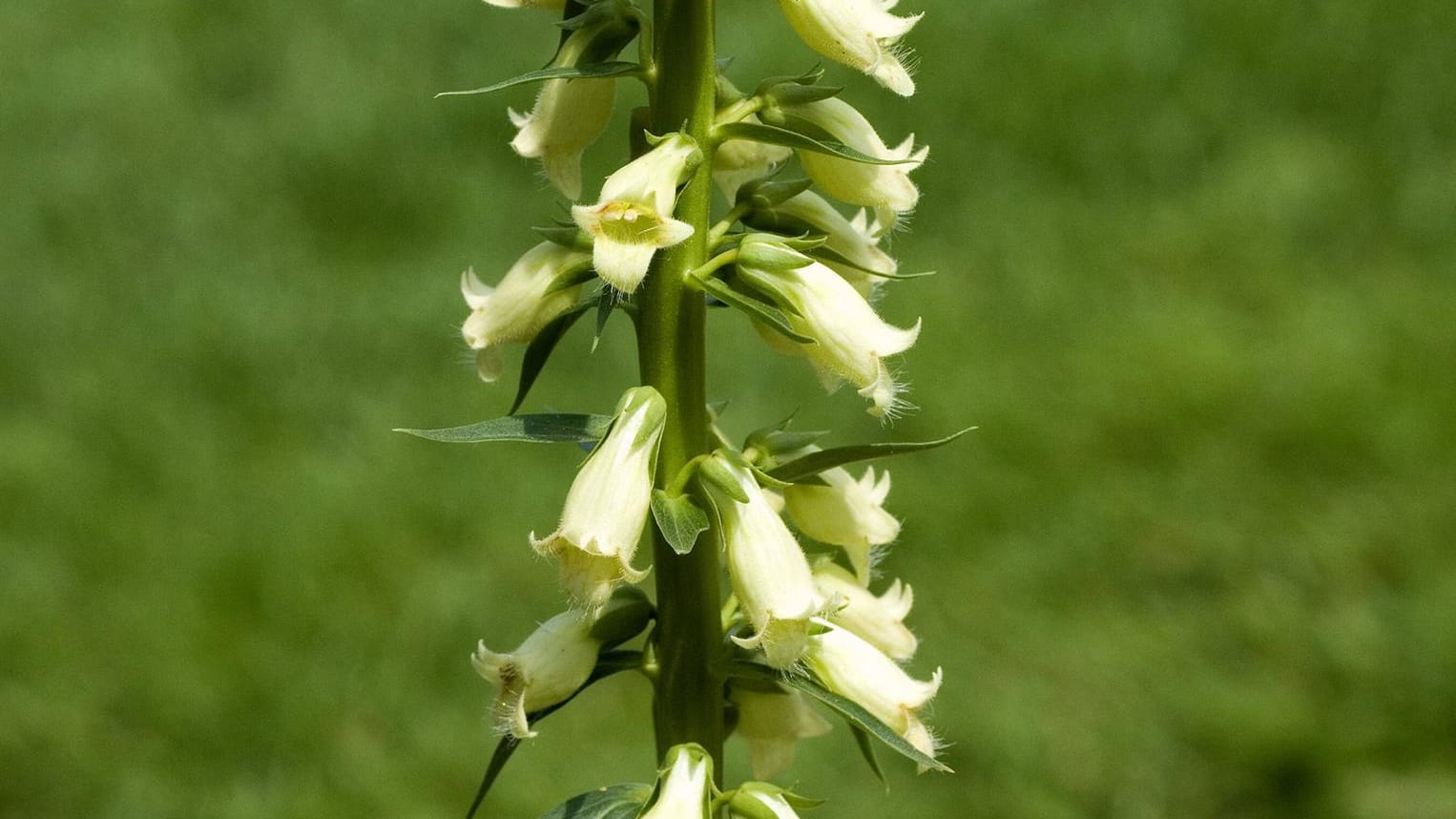 Gelber Fingerhut (Digitalis lutea): Die einheimische Staude blüht von Juni bis August.