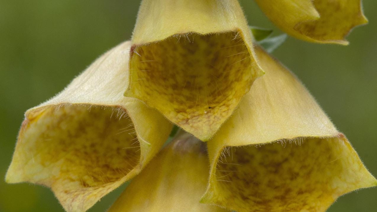 Großblütiger Fingerhut (Digitalis grandiflora): Er ist ein Hingucker in jedem Garten.