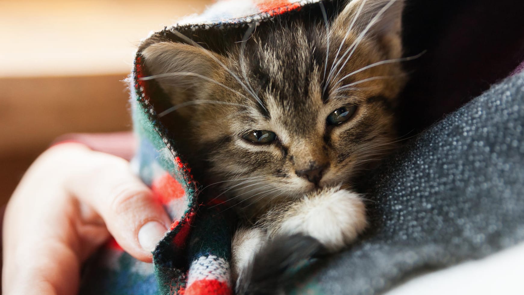 Katze: Entlaufene oder ausgesetzte Katzen sind meist nicht nur relativ zahm, sondern auch gepflegt. Katze: Entlaufene oder ausgesetzte Katzen sind meist nicht nur relativ zahm, sondern auch gepflegt.