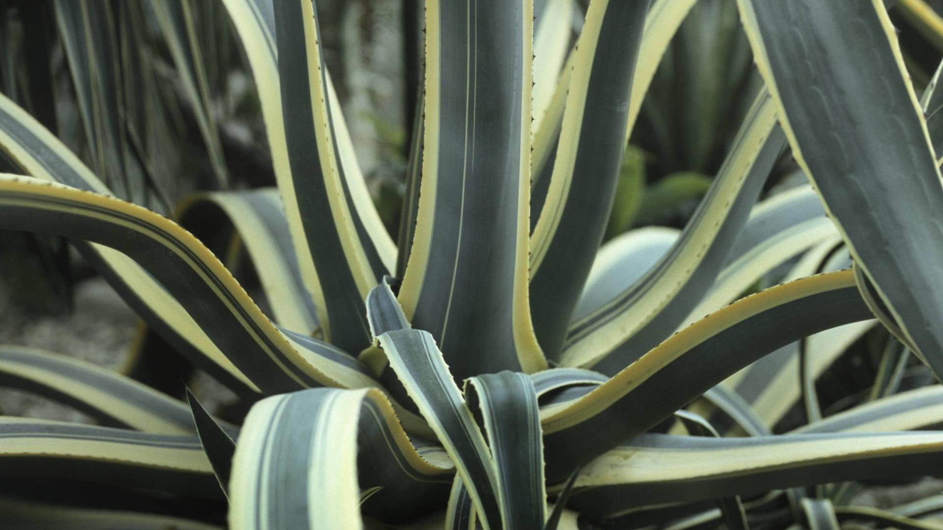 Amerikanische Agave 'Marginata': Diese dekorative Sorte heißt auch 'Variegata'.