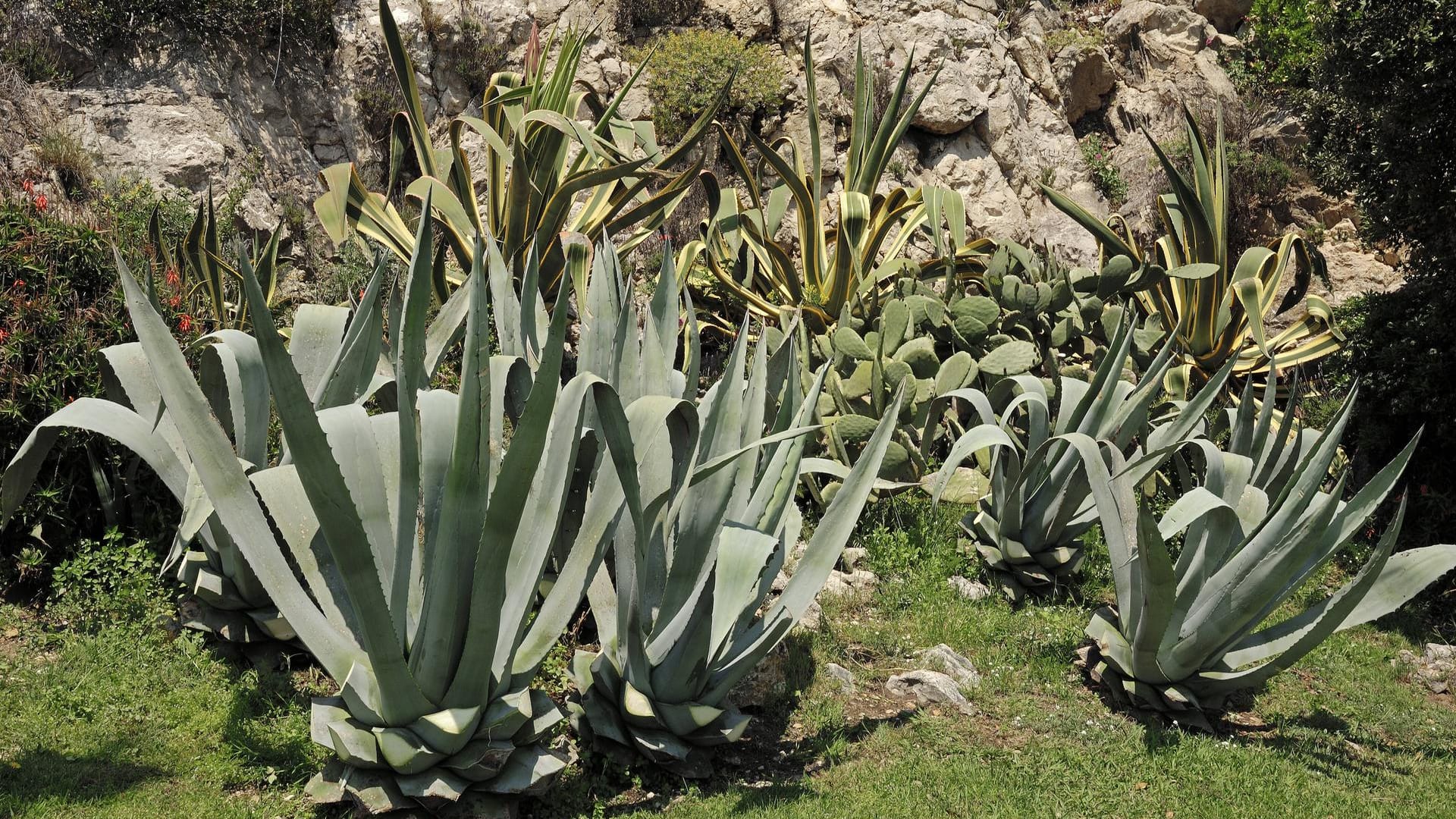 Amerikanische Agave (Agave americana): Diese Exemplare stehen in der Provence, Südfrankreich.