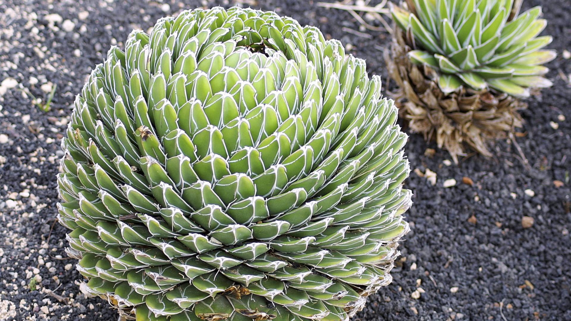 Königsagave (Agave victoriae-reginae): Diese Exemplare wachsen in einem Botanischen Garten.