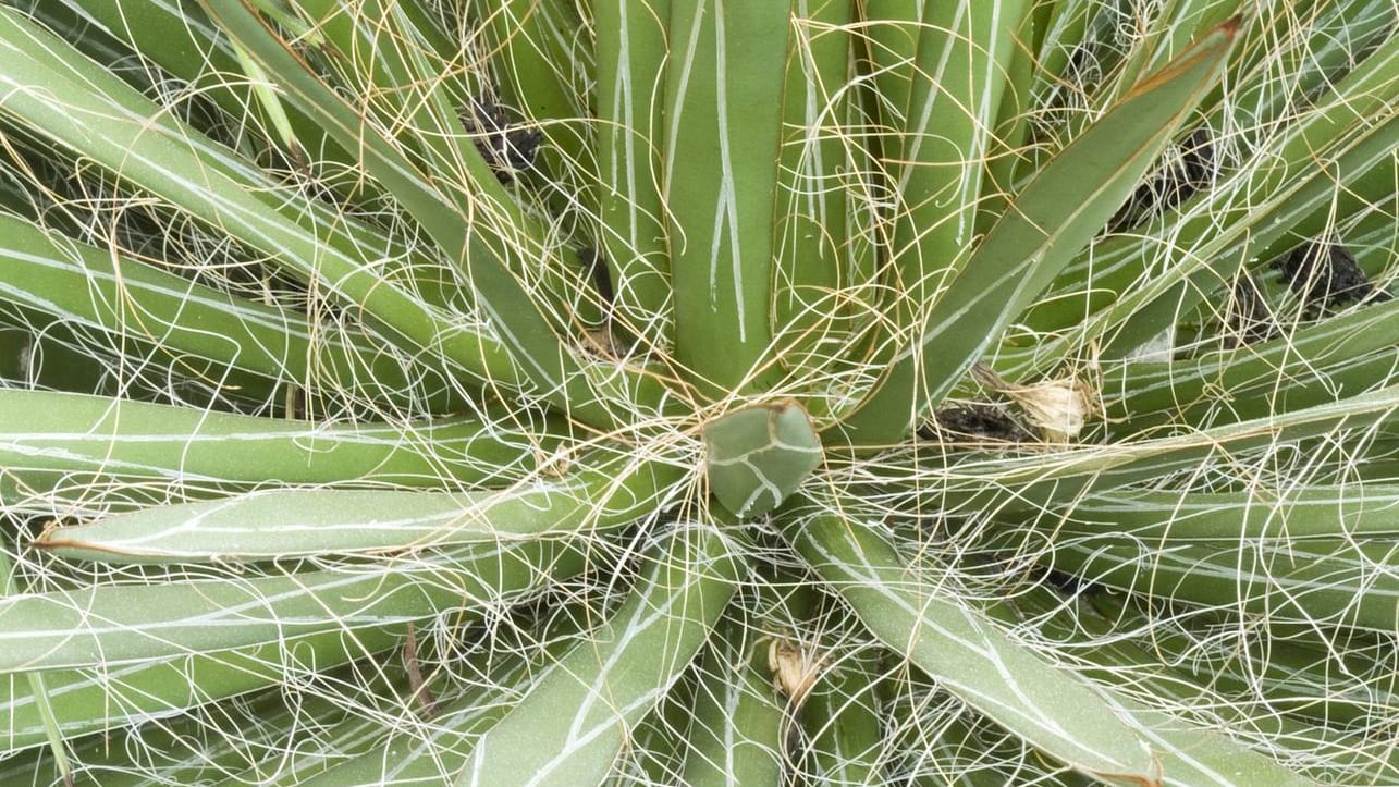 Fadentragende Agave (Agave filifera): Sie zählt zu den klein bleibenden Arten.