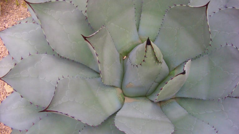 Agave parryi: Sie ist ursprünglich von Zentral-Arizona bis nach Mexiko beheimatet.