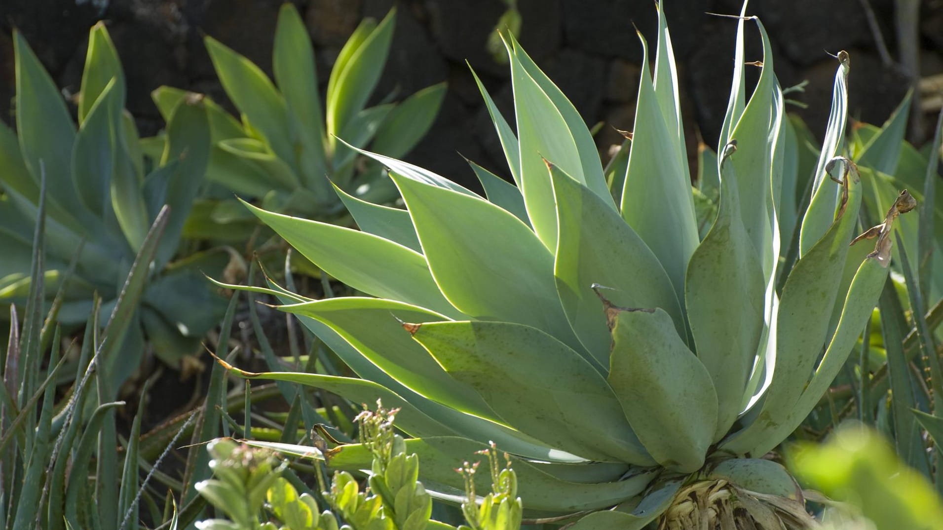 Drachenbaum-Agave (Agave attenuata): Sie mag im Gegensatz zu ihren Verwandten auch den Halbschatten.