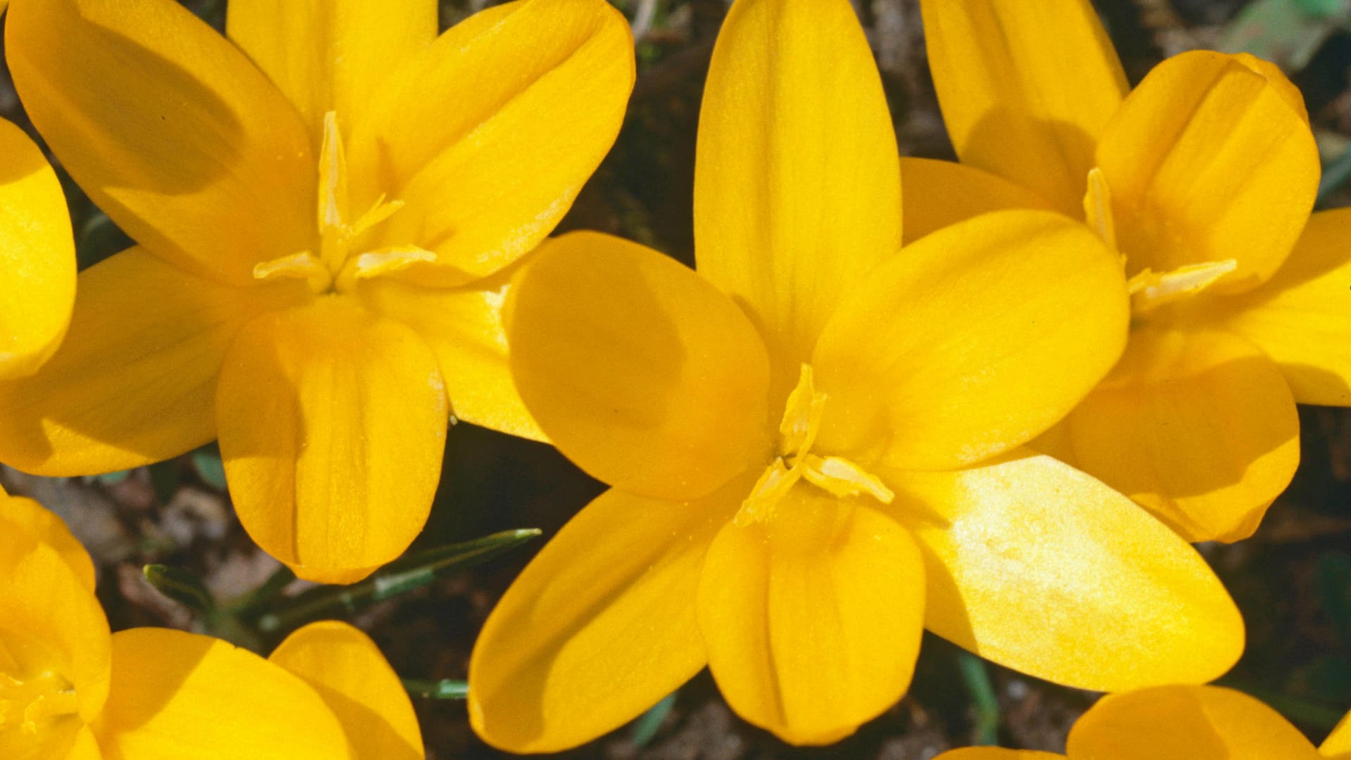 Crocus ancyrensis: Er gehört zu den Krokussen, die im Frühjahr in gelber Pracht erblühen.