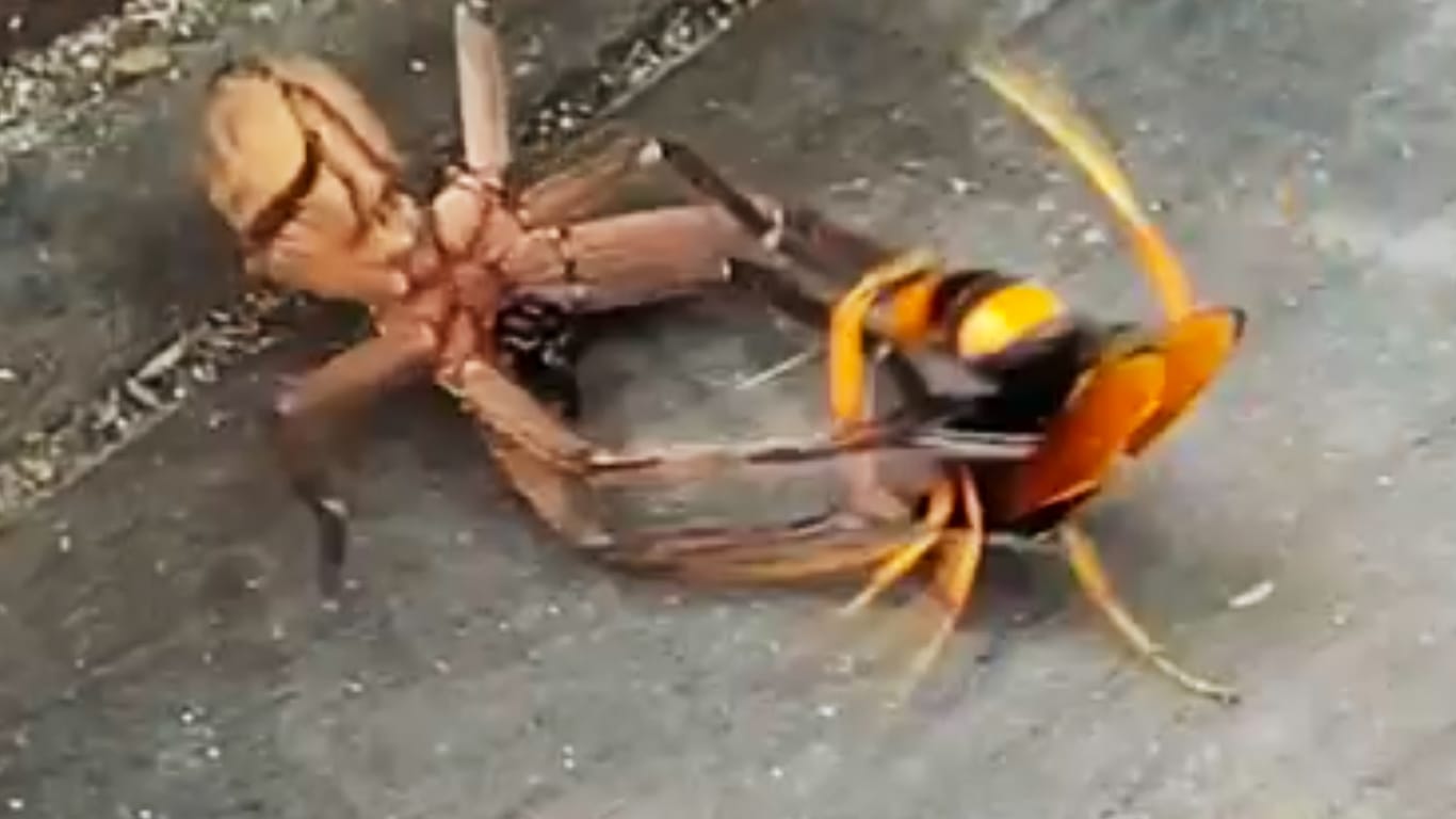 Spinne und Hornisse liefern sich erbitterten Kampf.