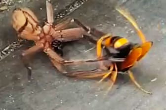 Spinne und Hornisse liefern sich erbitterten Kampf.