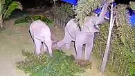 Thailand: Kamera ertappt Problem-Elefanten auf frischer Tat