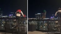 Waghalsig: Base-Jumper springen von Hoteldach