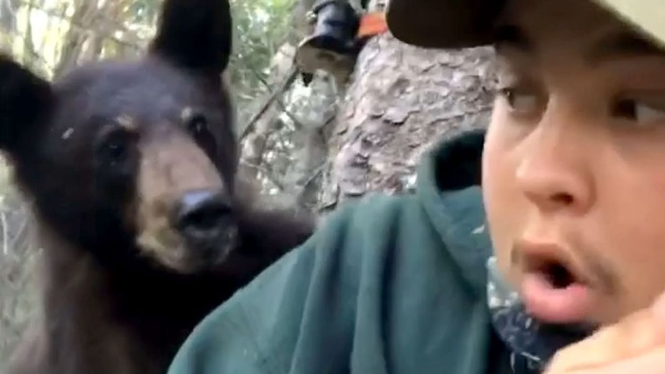 Tierische Gefahr: Zwei Jäger werden von einem Bären im Baumwipfel besucht. Sie haben Glück, denn der Bär schaut und schnuppert nur neugierig.