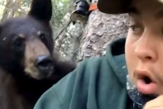 Tierische Gefahr: Zwei Jäger werden von einem Bären im Baumwipfel besucht. Sie haben Glück, denn der Bär schaut und schnuppert nur neugierig.