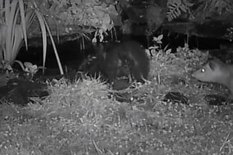 Ein Opossum schleicht sich von hinten an ein trinkendes Stinktier und schubst es hinterrücks in den Teich.