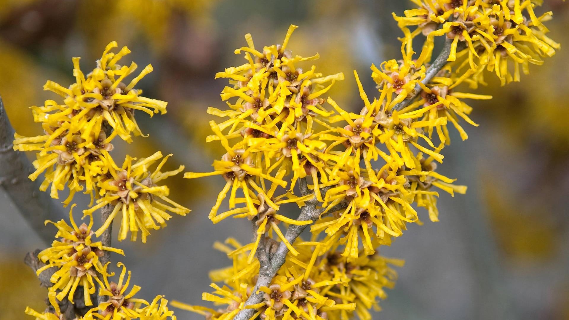 Chinesische Zaubernuss (Hamamelis mollis): Die Sorte 'Brevipetala' blüht relativ spät von Februar bis Ende März.