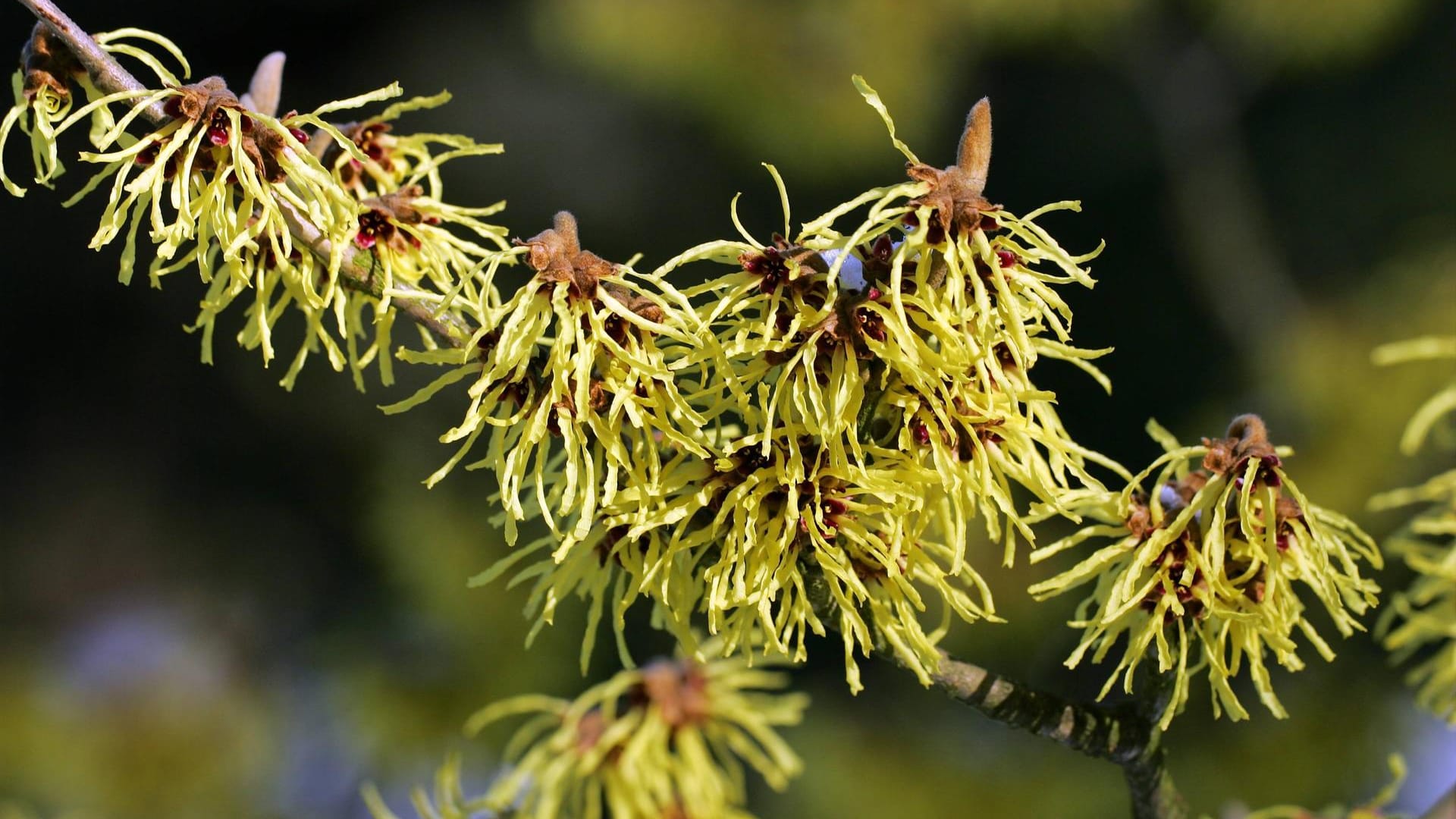 Chinesische Zaubernuss (Hamamelis mollis): Die Sorte 'Pallida' soll angenehm nach Primeln duften.