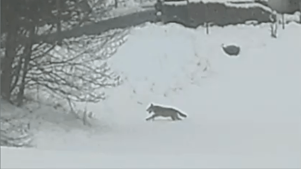 Die Angst ist groß unter den Bewohnern der mittelfränkischen Marktgemeinde Neuhaus an der Pegnitz: Ein Wolf ist am Wochenende durch einen Ortsteil gerannt.