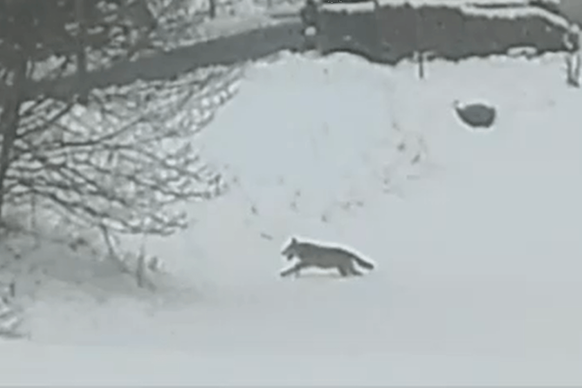 Die Angst ist groß unter den Bewohnern der mittelfränkischen Marktgemeinde Neuhaus an der Pegnitz: Ein Wolf ist am Wochenende durch einen Ortsteil gerannt.