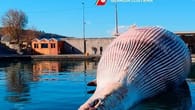 20 Meter langer Wal tot im Golf von Neapel entdeckt