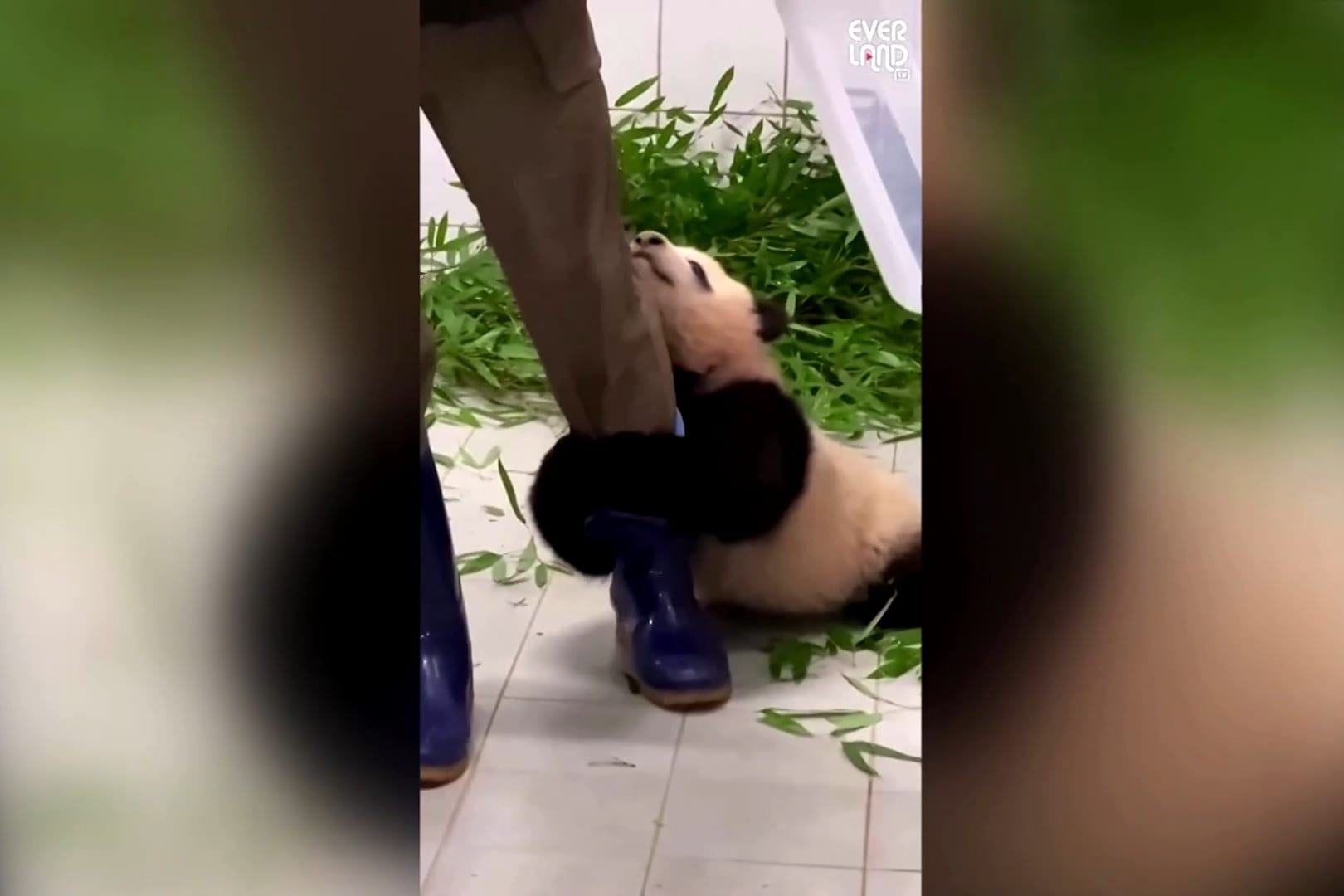 Erster Riesenpanda in Südkorea: Der sechs Monate alte Riesenpanda Fu Bao begeistert mit seiner Tollpatschigkeit das Netz.