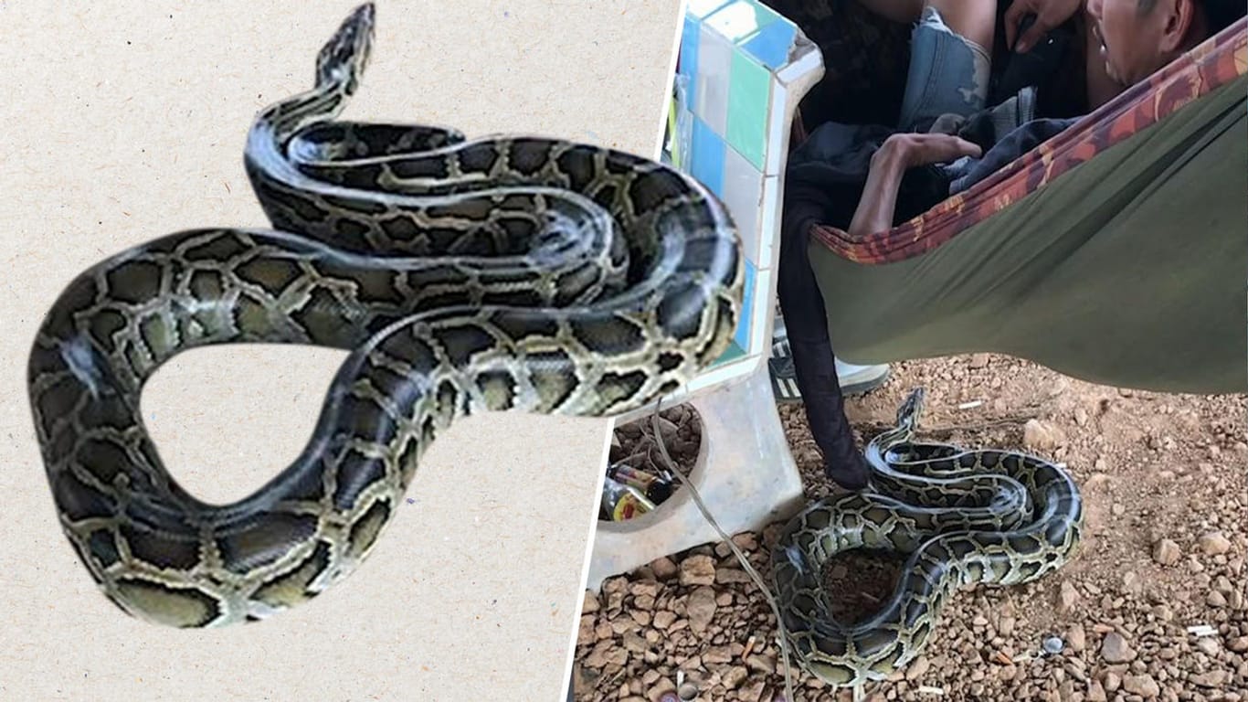 Python greift an: Ein Mann aus Thailand hält seinen Mittagsschlaf in einer Hängematte, doch eine Schlange stört den Schlaf.