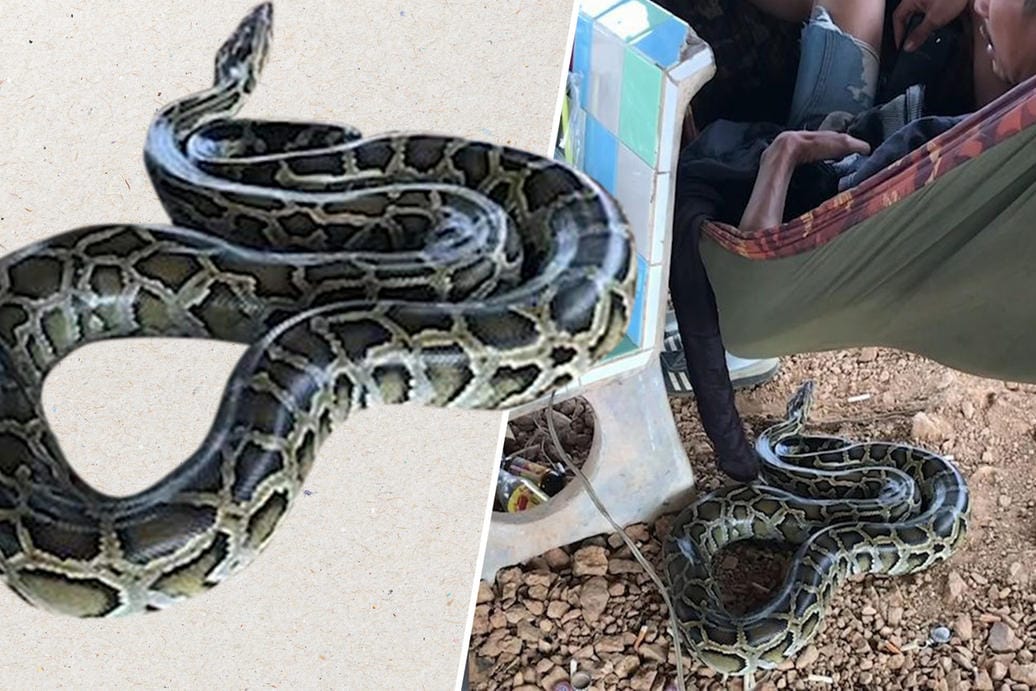 Python greift an: Ein Mann aus Thailand hält seinen Mittagsschlaf in einer Hängematte, doch eine Schlange stört den Schlaf.