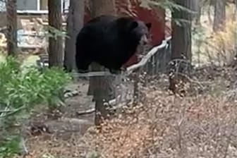 Revier verteidigen: Eine Bärenmama ist in einem kalifornischen Wald auf einen Wanderer zugerannt.