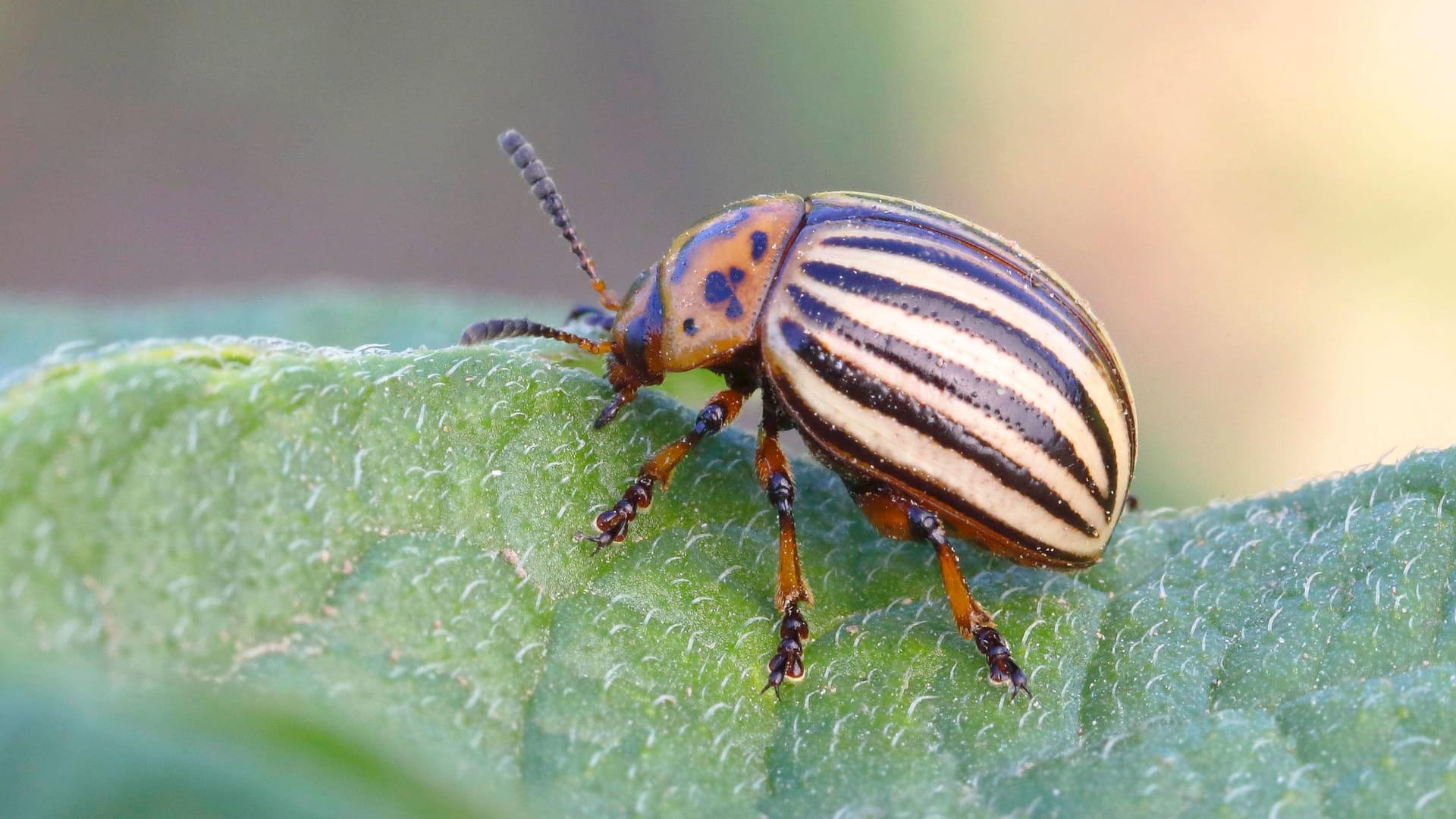 Kartoffelkäfer (Leptinotarsa decemlineata): Er frisst die Blätter der Kartoffelpflanze.