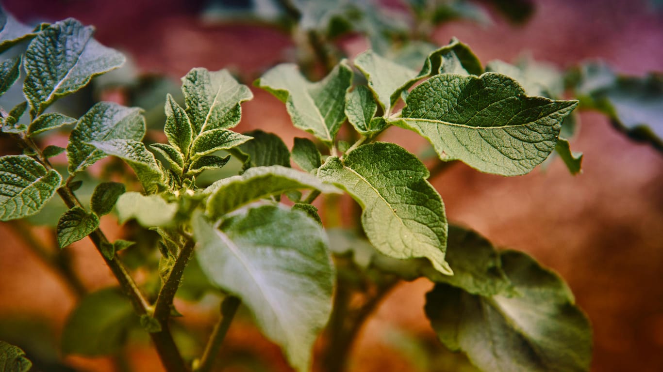 Kartoffelpflanze (Solanum tuberosum): Blattläuse verstecken sich meist auf der Blattunterseite.