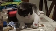 Tierischer Taschenspieler: Katze beeindruckt mit Münztrick